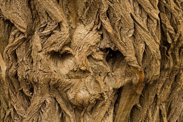 Hide and Seek by Shannon Thompson