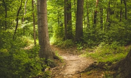 The Path by Jeff Dosser